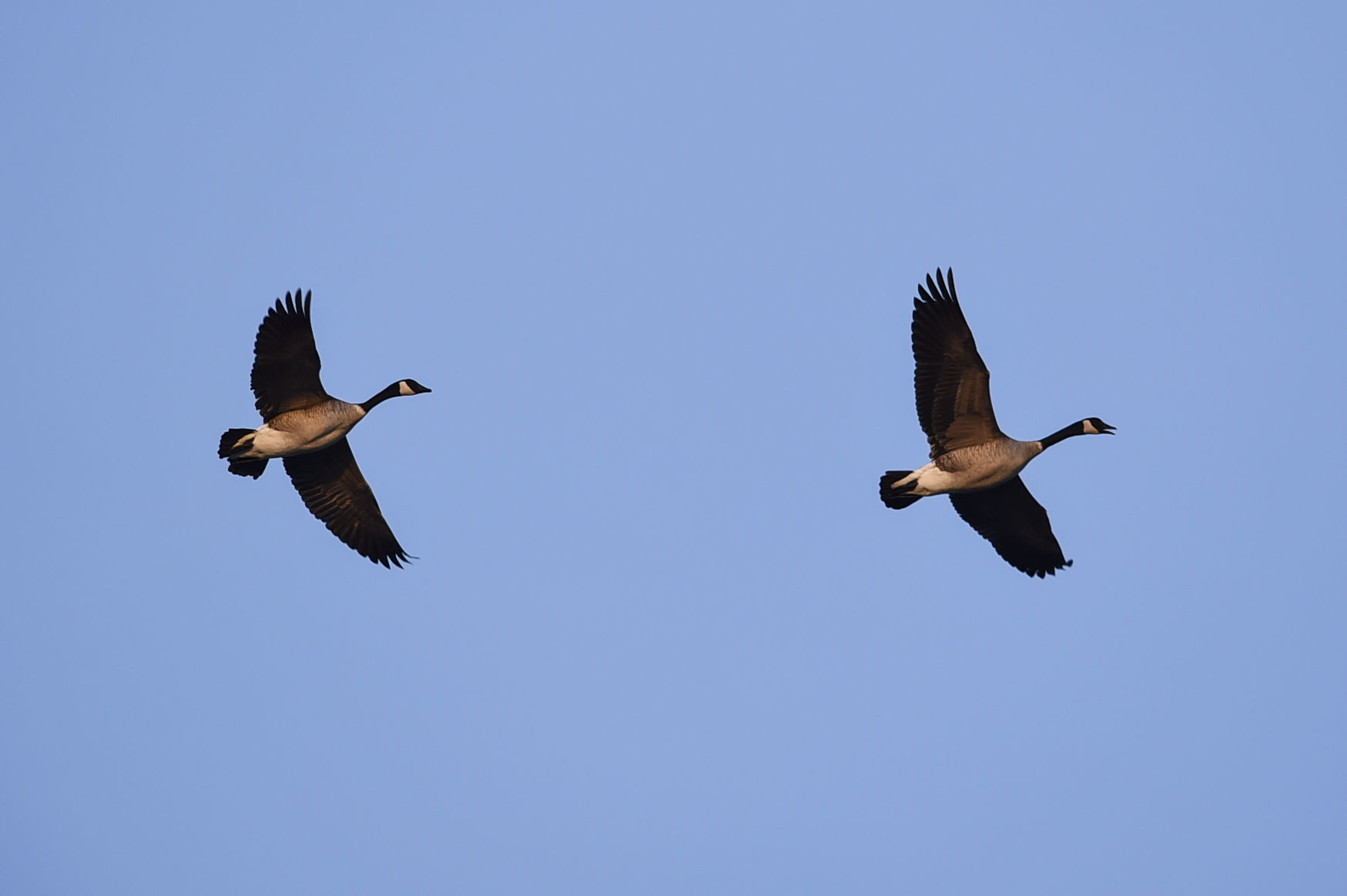 Freezout Lake Snow Goose Migration